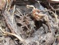 Hogna radiata